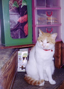https://herz-bag.mom/blog/oldblog/pictures/cats0121.jpg
