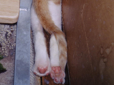 https://herz-bag.mom/blog/oldblog/pictures/cats01212.jpg