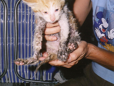 https://herz-bag.mom/blog/oldblog/pictures/cats01213.jpg