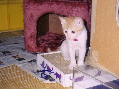 https://herz-bag.mom/blog/oldblog/pictures/cats01214.jpg