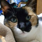 三毛猫 メイ