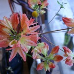 今日のお花