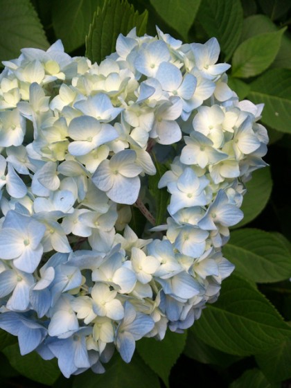 鎌倉の紫陽花
