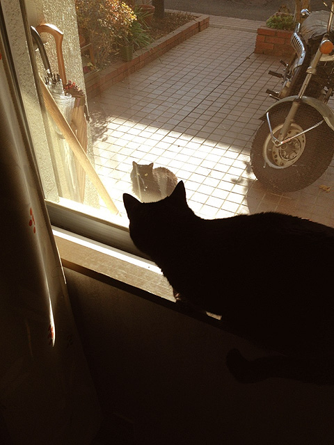 黒猫 キリとクロ