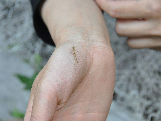 カマキリ