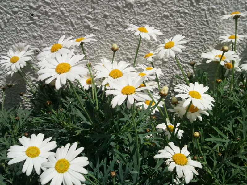 お花