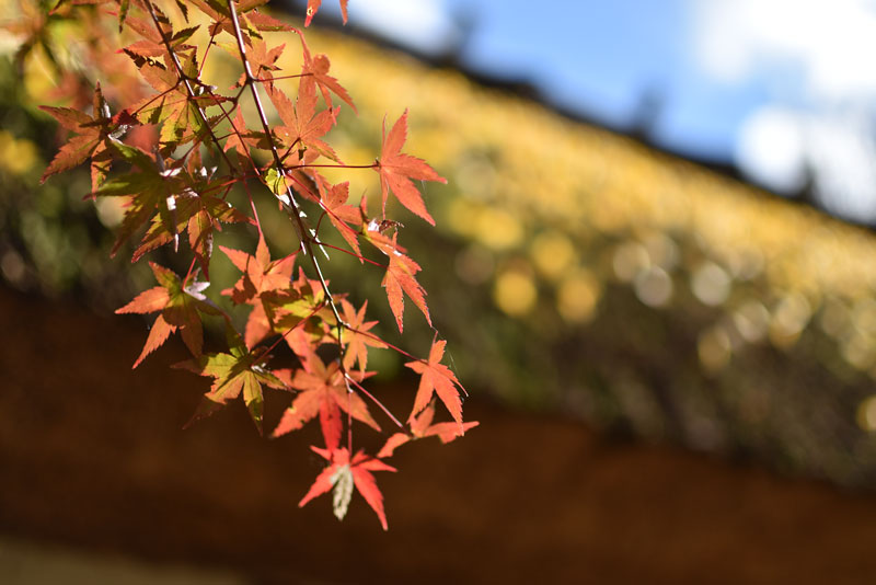 香嵐渓の紅葉3